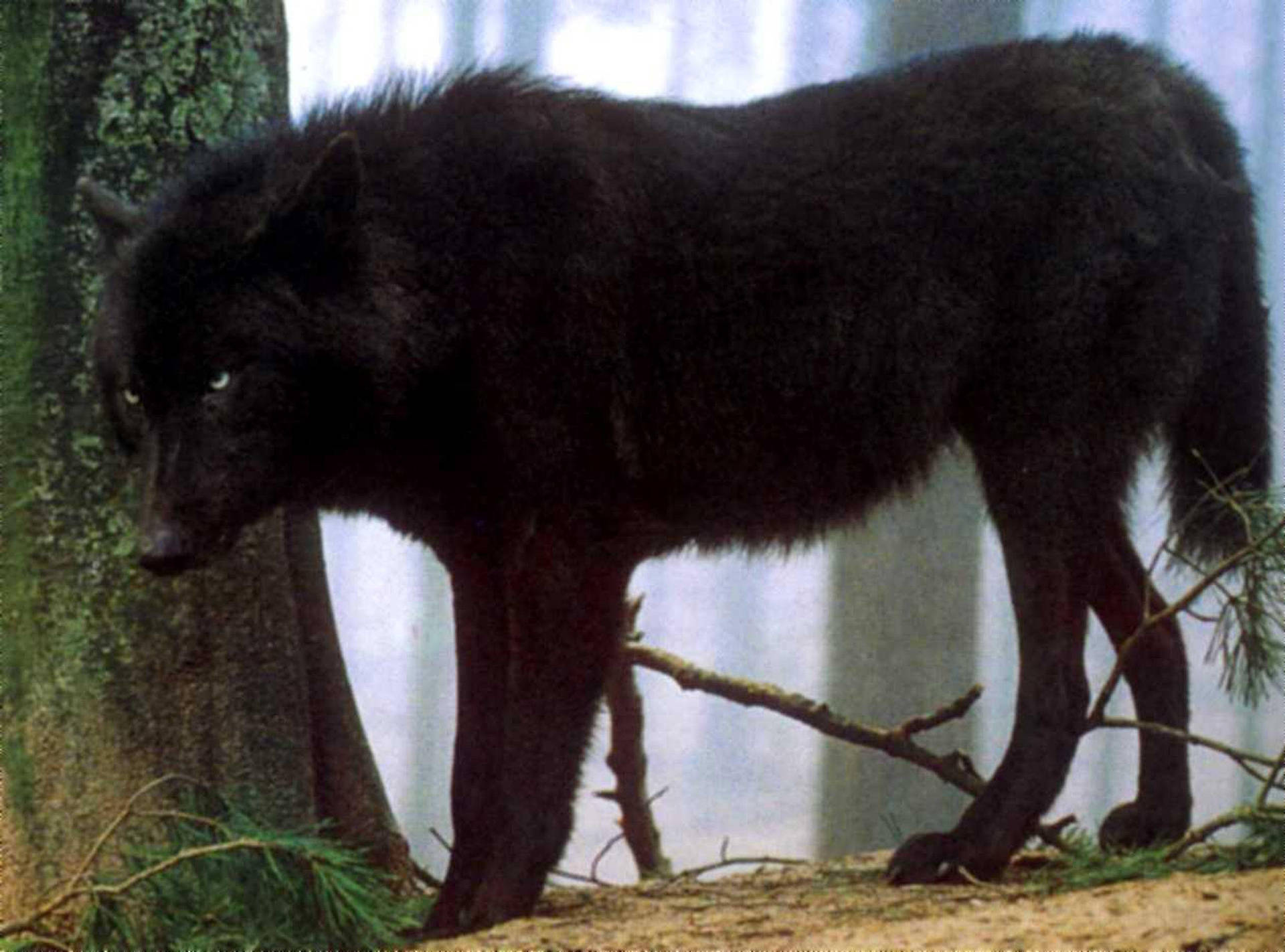 Cool Black Wolf Under Mossy Tree Wallpaper