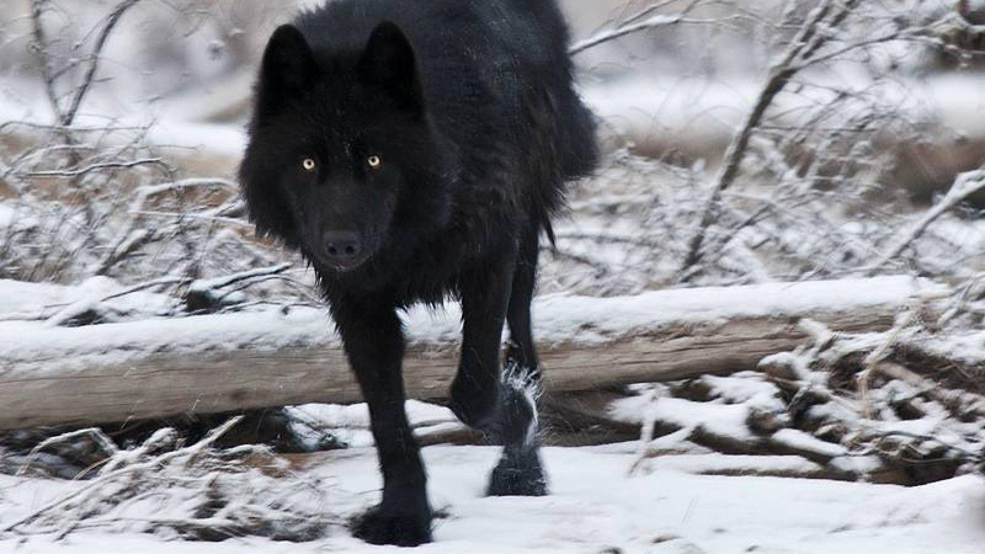 Sjov sort ulv går nær grene i feltet. Wallpaper