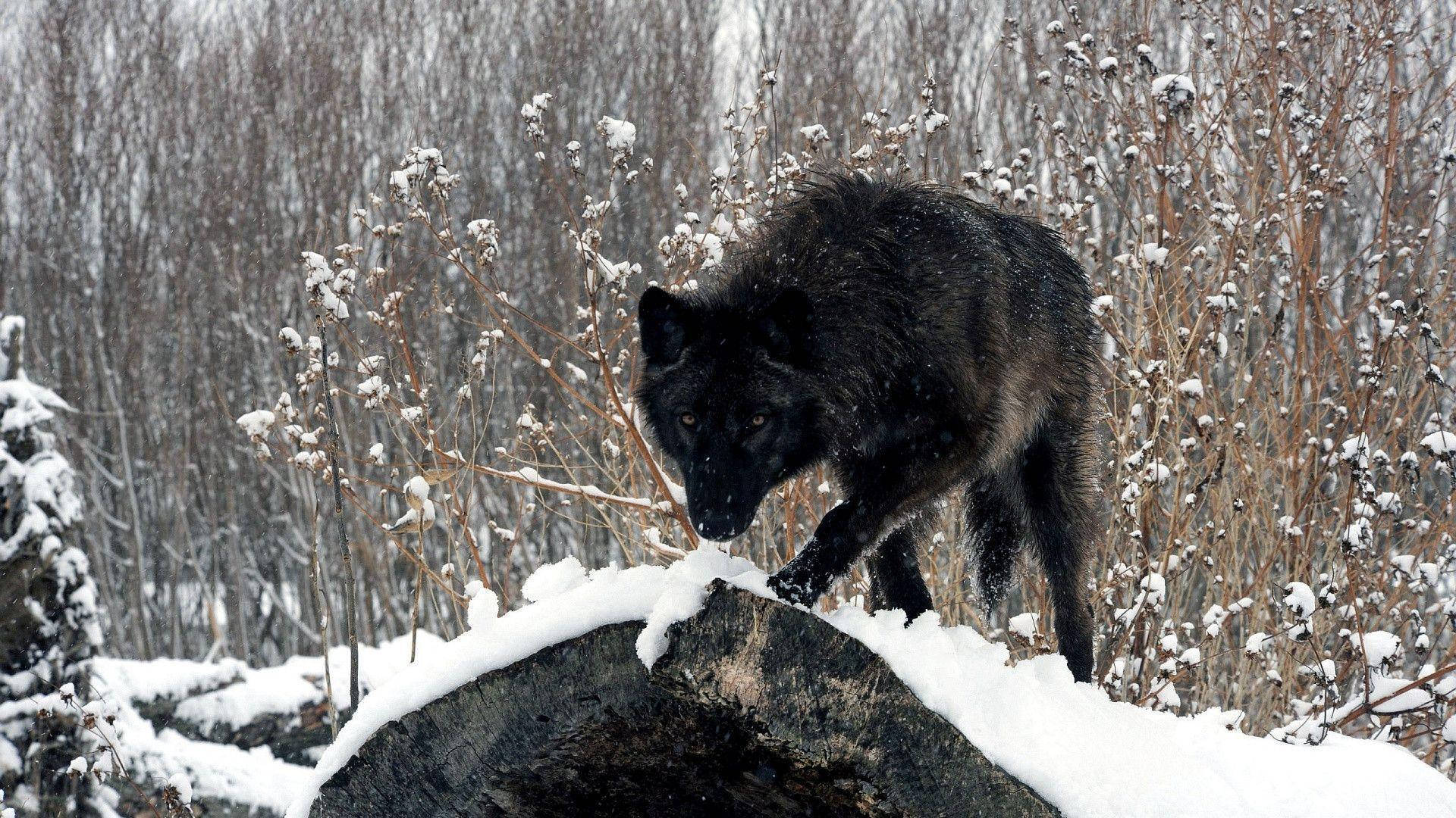 Sød sort ulv går på sne og rod Wallpaper