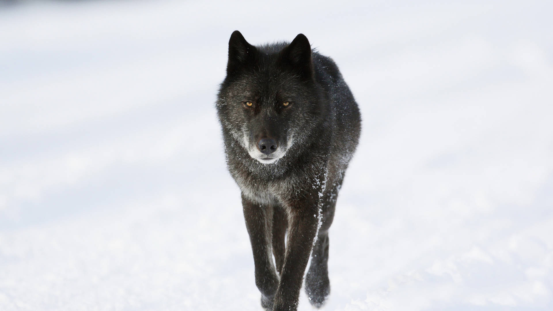 Cool Black Wolf Walking On Snow Wallpaper