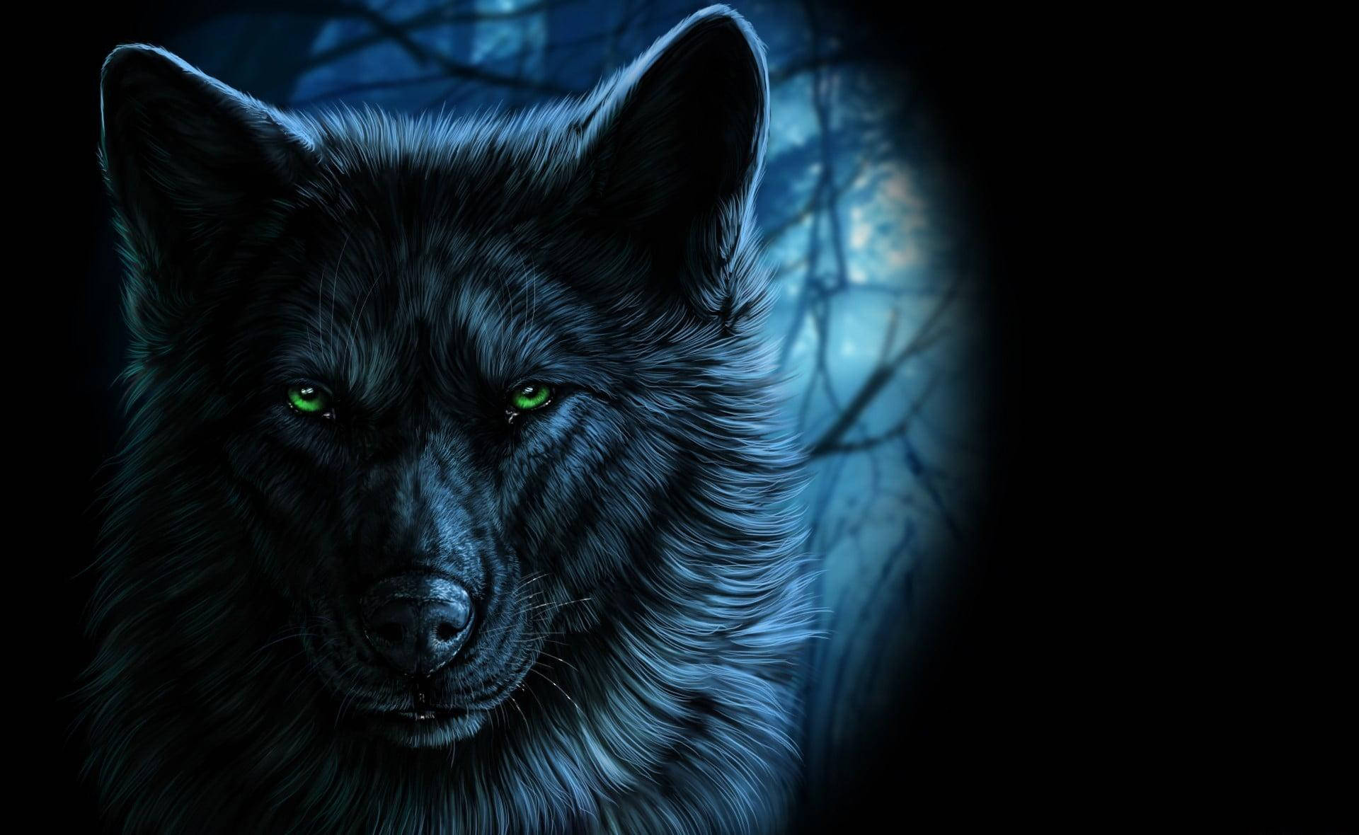 Kølig sort ulv med grønne øjne Wallpaper