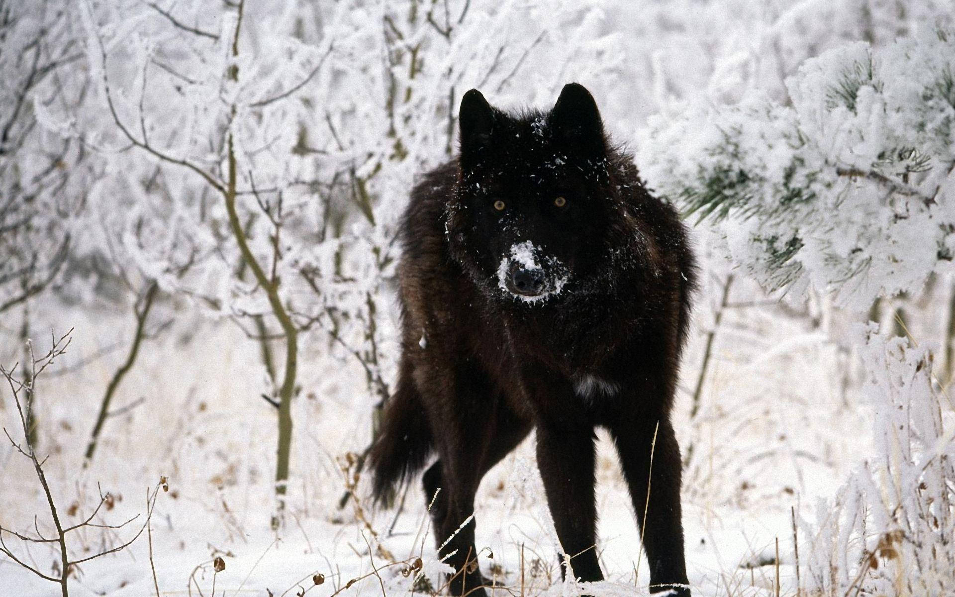 Sjov sort ulv med sne på næbbet Wallpaper