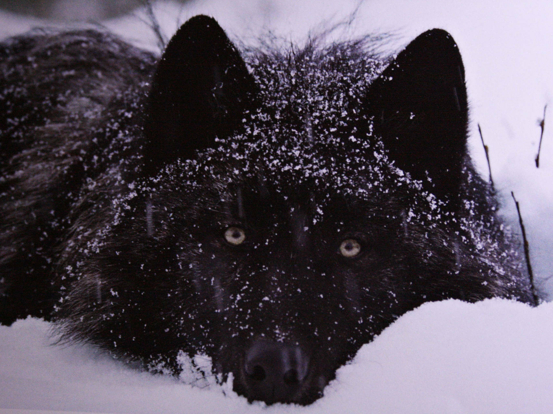 Cool Black Wolf With Snow On Top Wallpaper