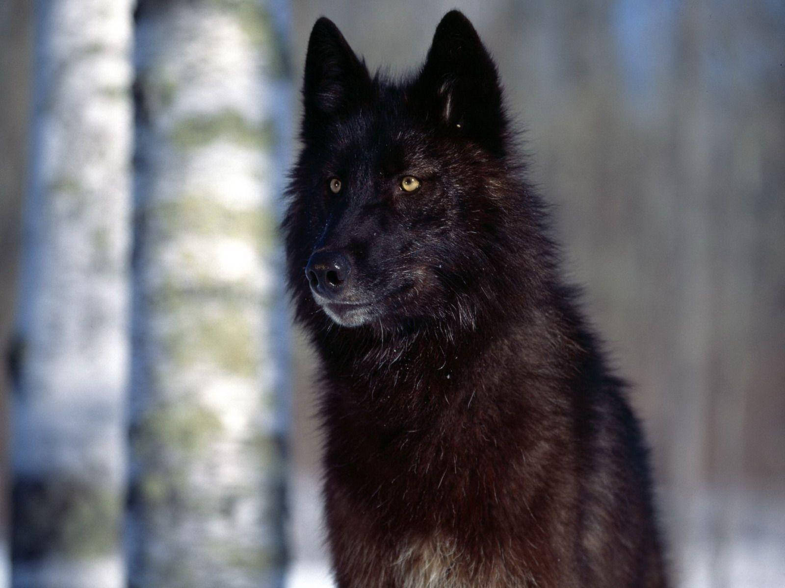 Cool Black Wolf With Trees Behind Wallpaper