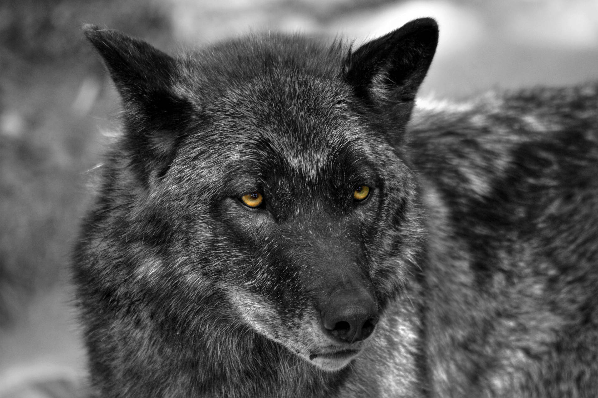 Cool Black Wolf With White Spots Wallpaper