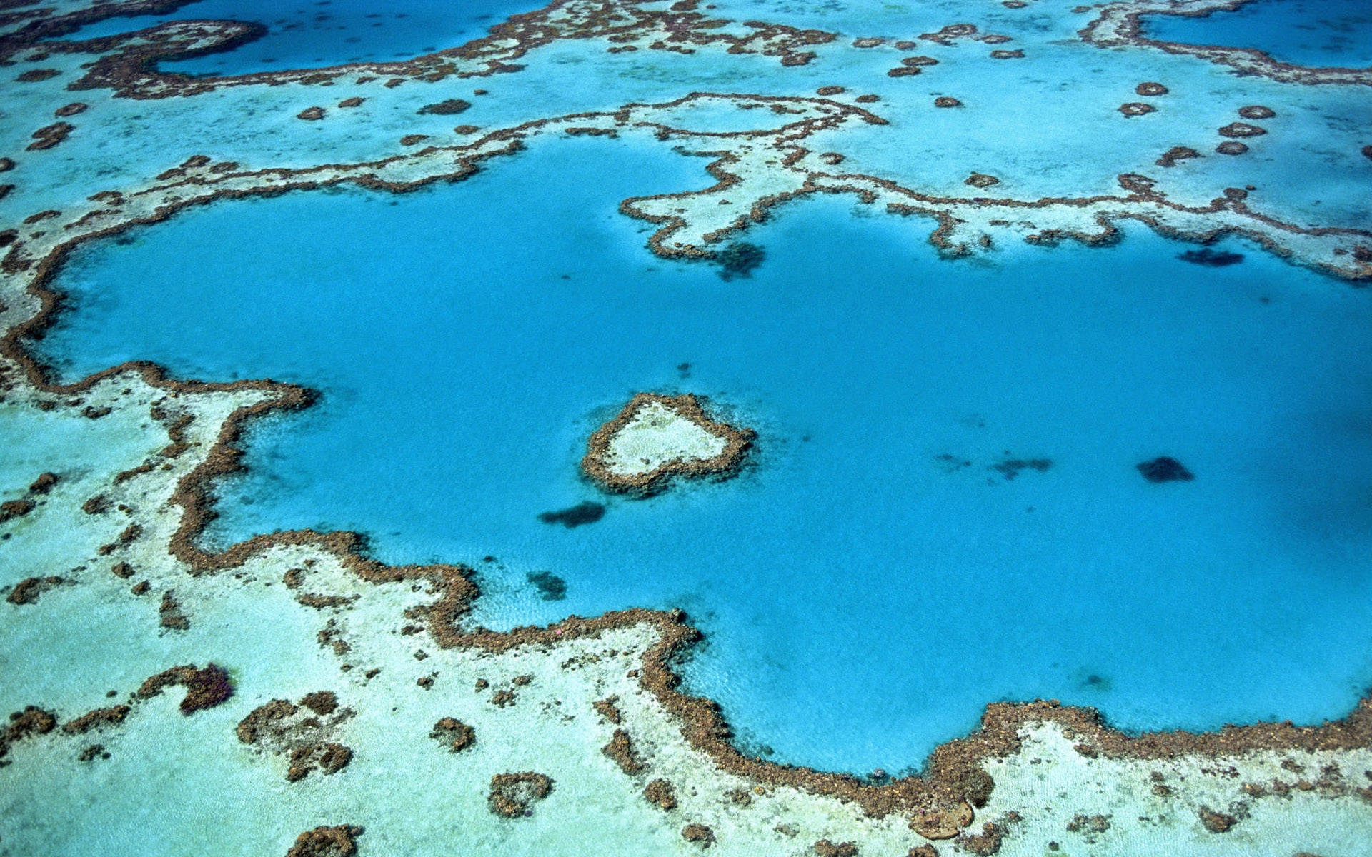 Cool Blue Coral Reef Australia Wallpaper