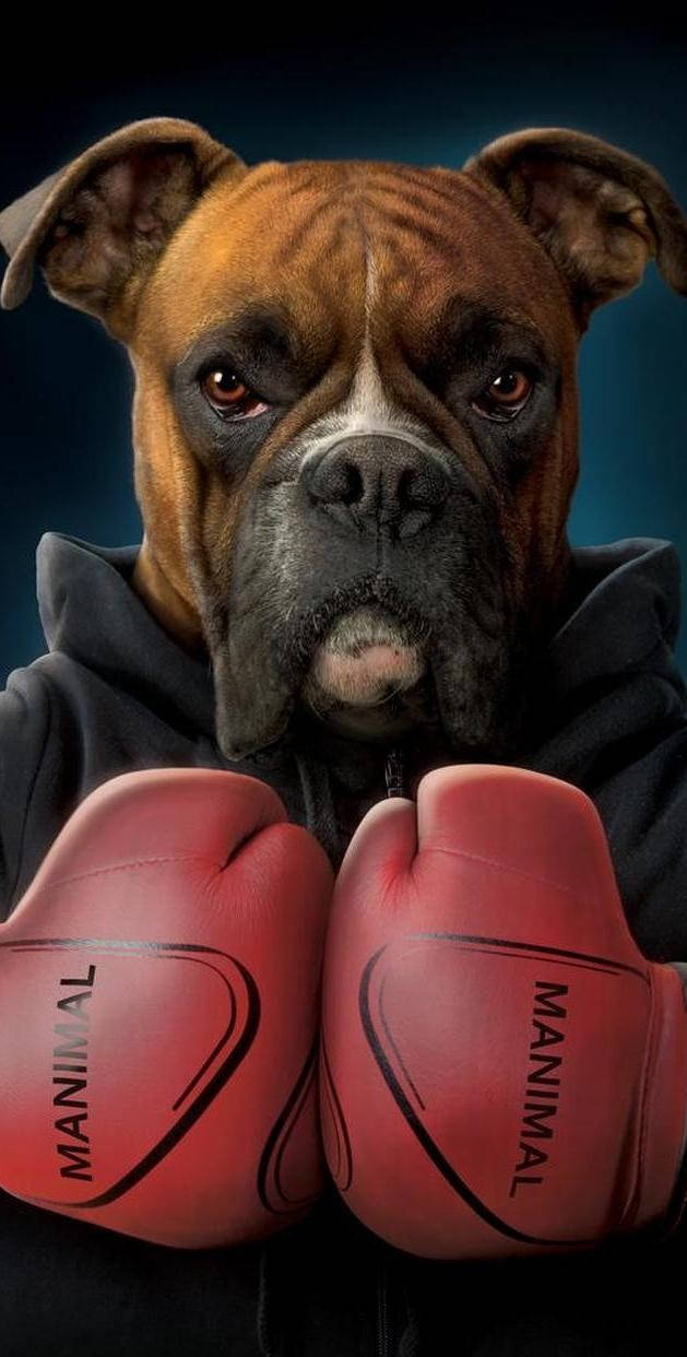 Boxerhundmed Boxningshandskar. Wallpaper