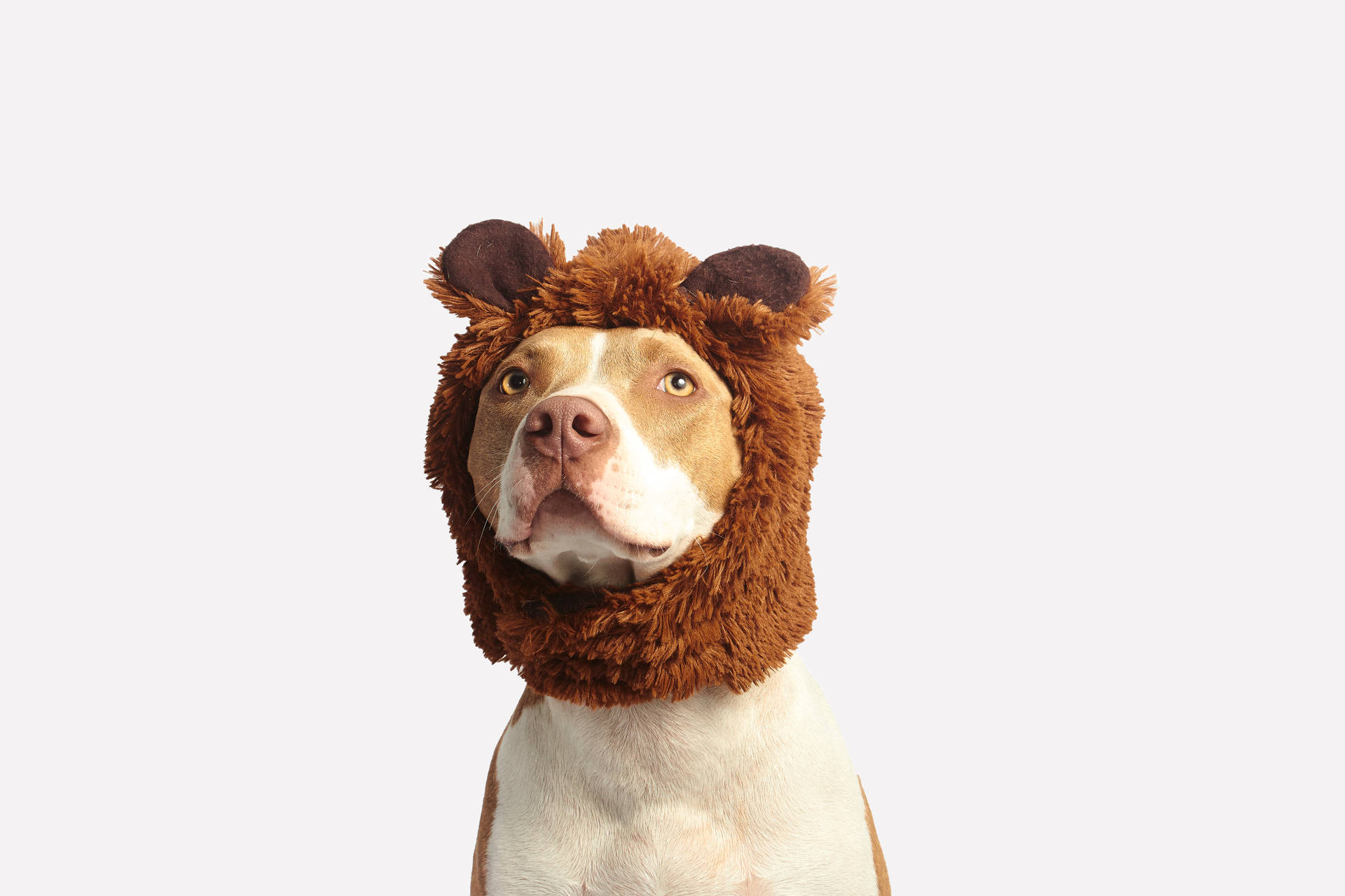 Sjov tyrrehund med brun hat Wallpaper