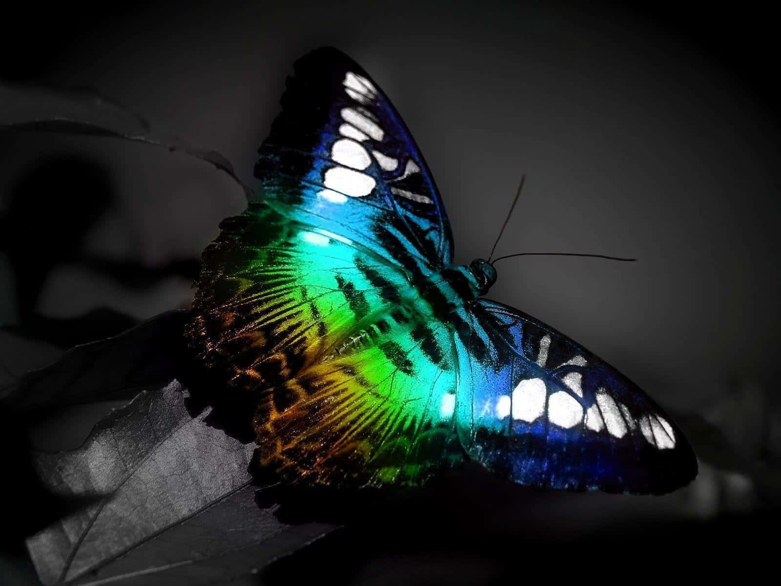 En smuk sommerfugl, køl og farverig. Wallpaper