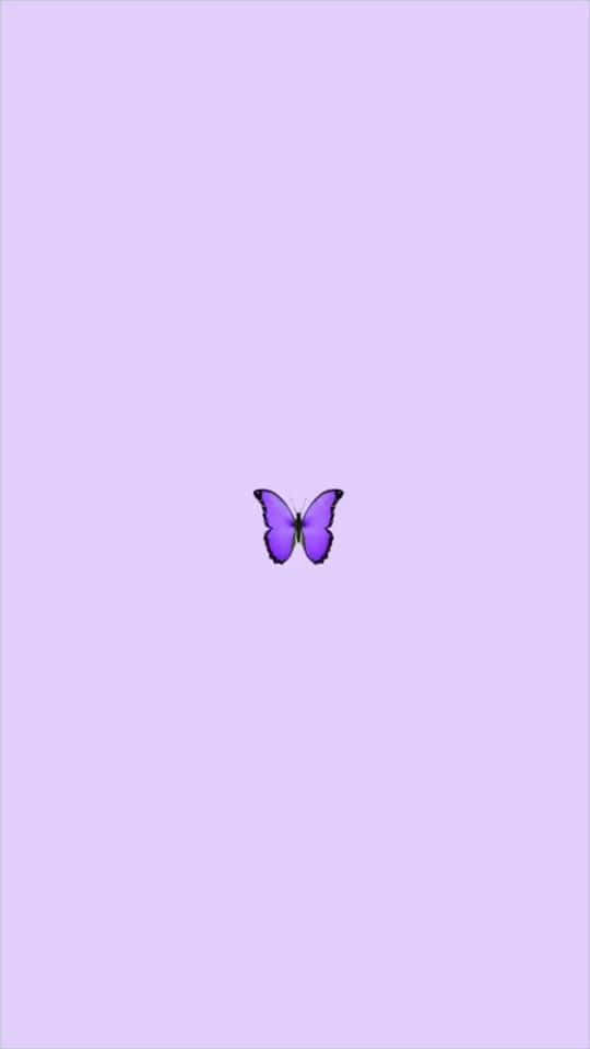 Look at the Cool Butterfly and its vibrant coloring! Wallpaper