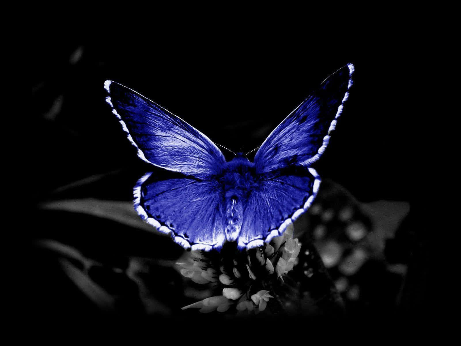 En blå sommerfugl sidder på en sort baggrund Wallpaper