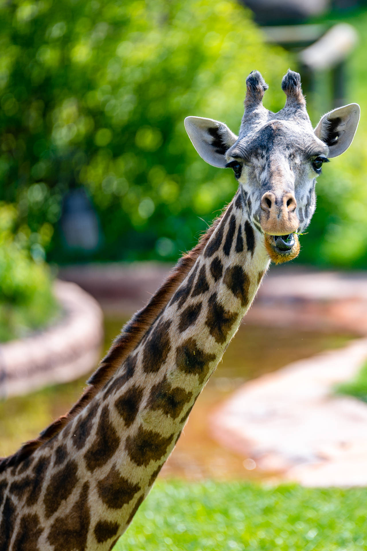 Cool Calm Giraffe Staring
