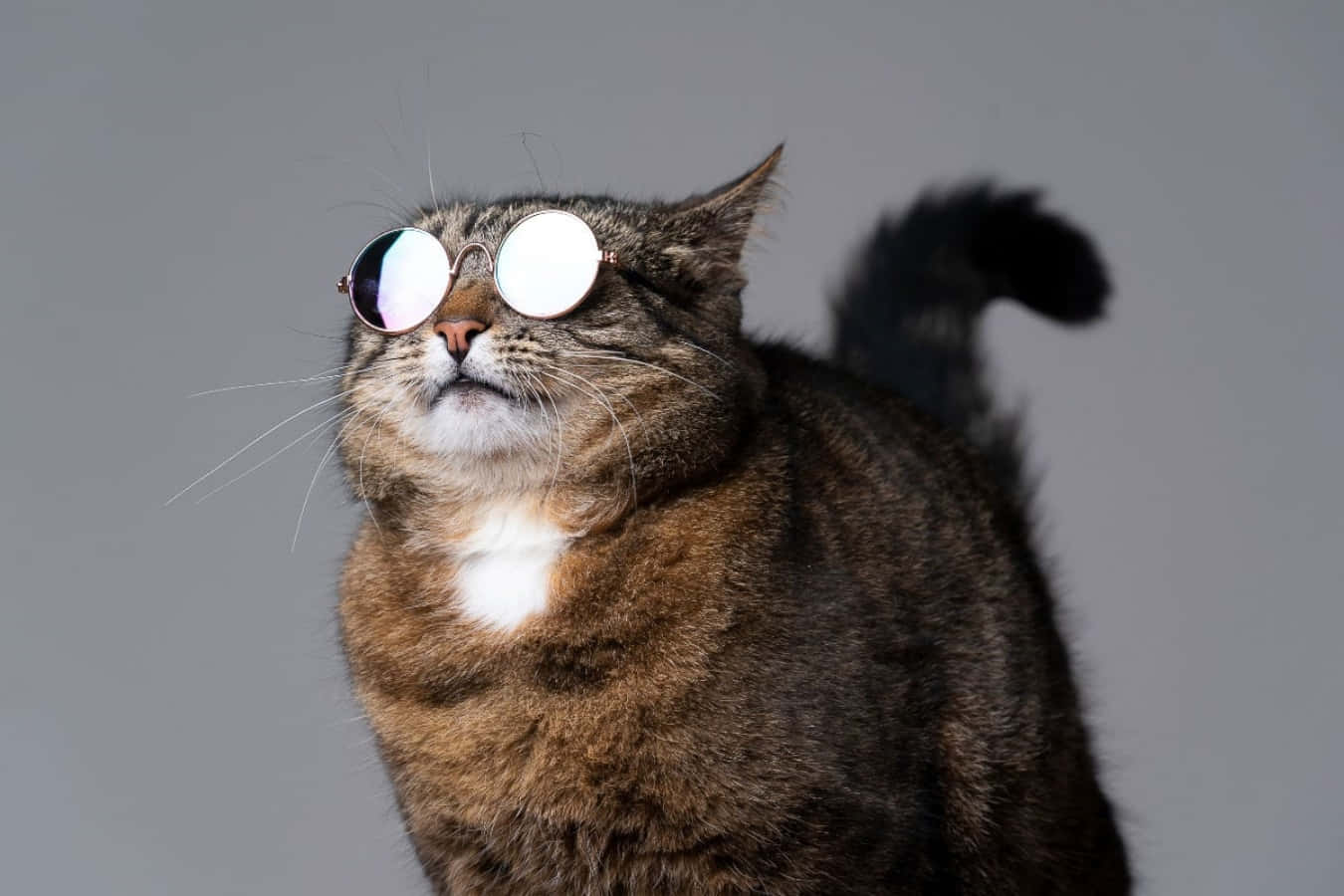 Stylish Cool Cat in Sunglasses