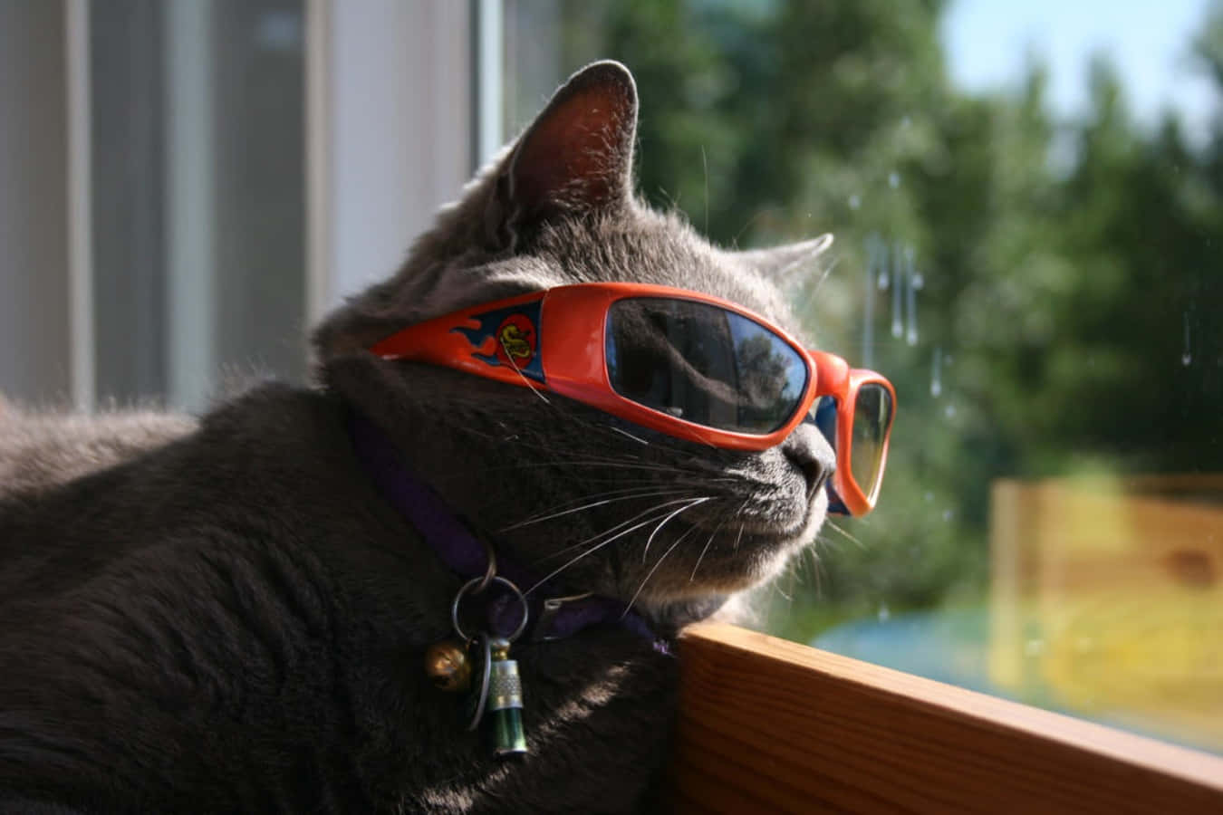 Stylish Cool Cat with Sunglasses