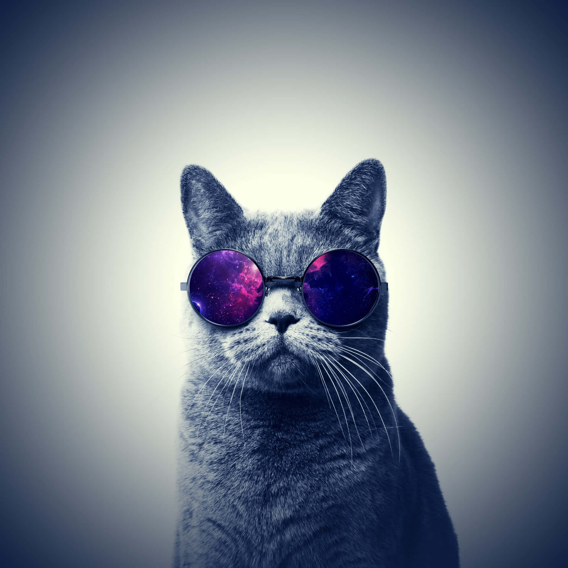 Stylish Cool Cat Chilling in Sunglasses