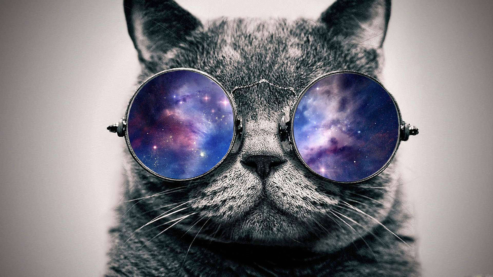 Cool Cat donned in Galaxy Glasses Wallpaper
