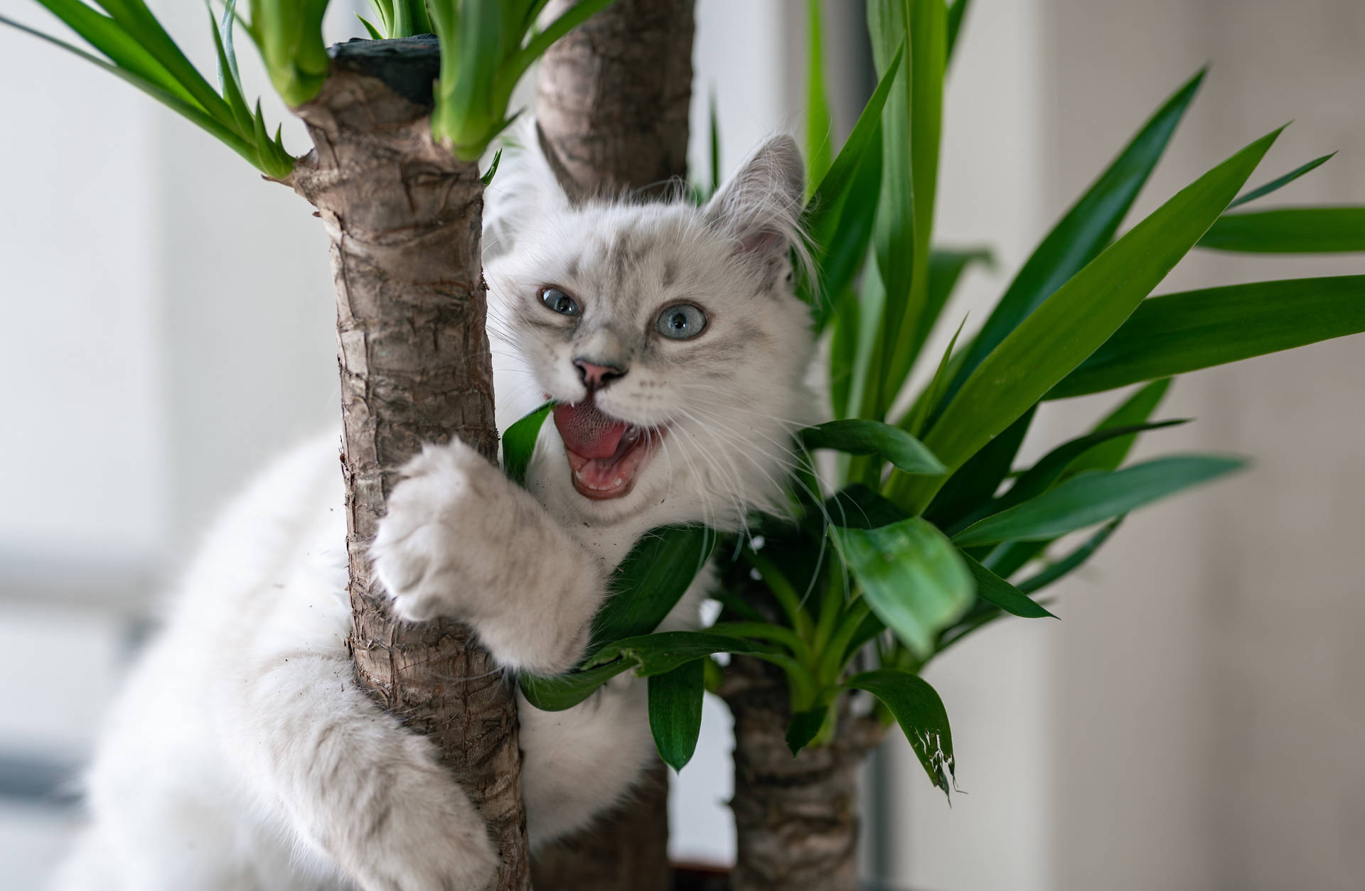 Cool Cat Hugging Plant Wallpaper