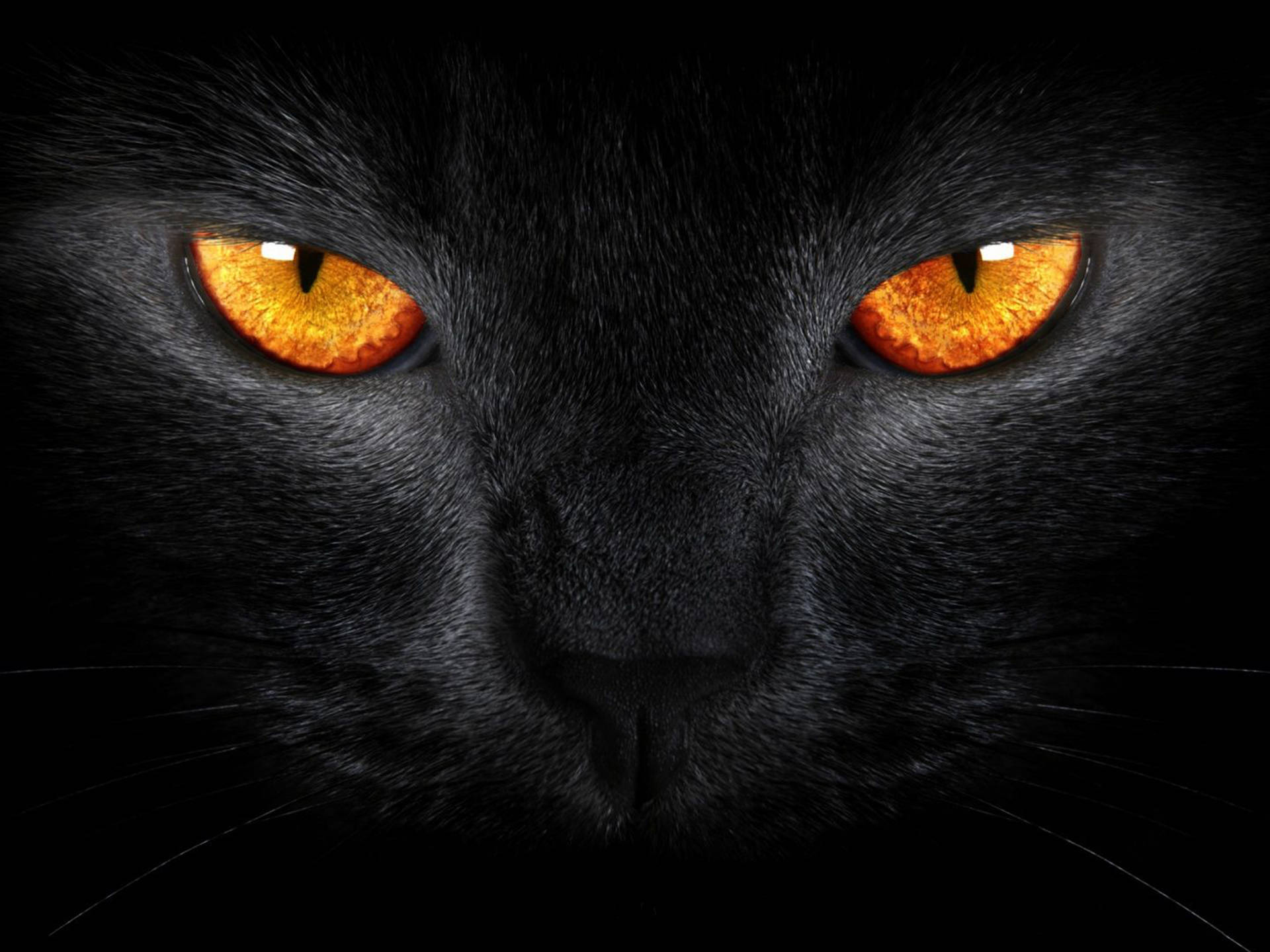 Cool Cat Orange Eyes Wallpaper