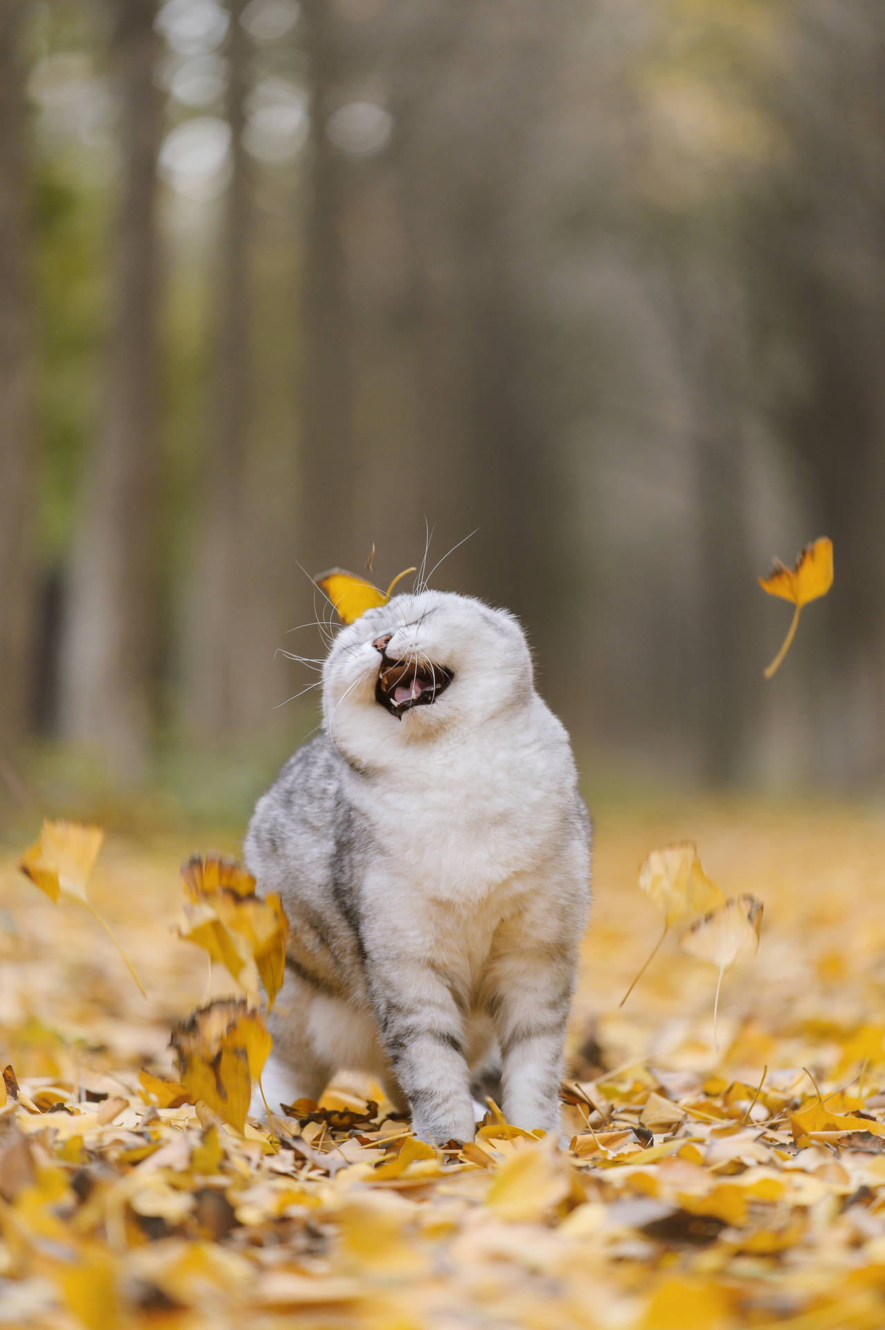 Cool Cat Playing With Leaves wallpaper