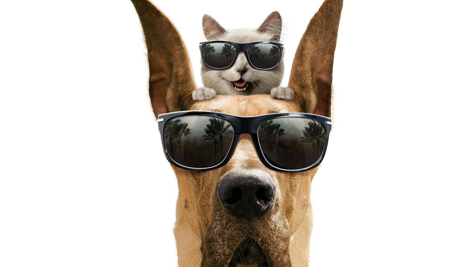Cool Cat With Dog Marmaduke Wallpaper