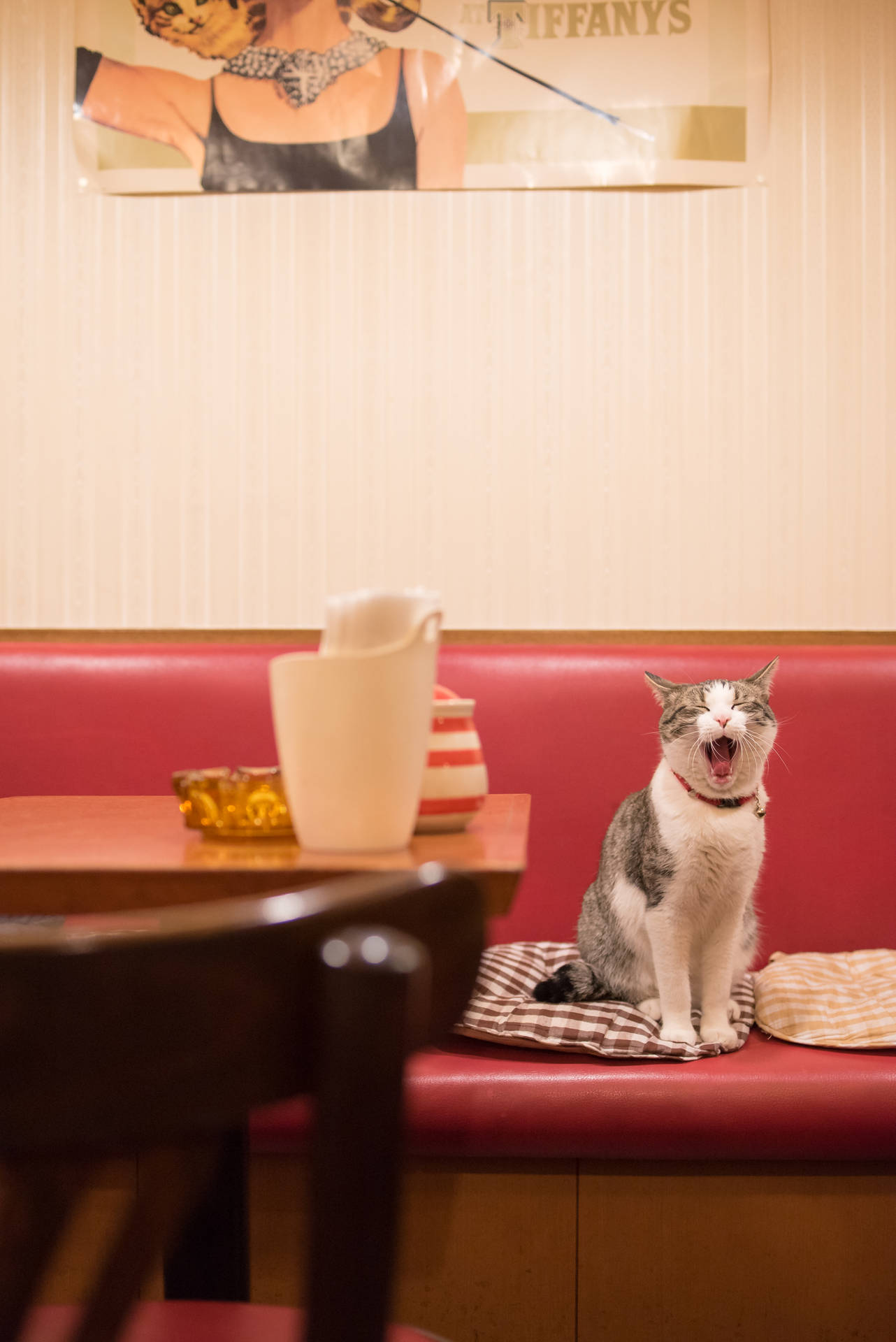 Cool Cat Yawning At Restaurant wallpaper