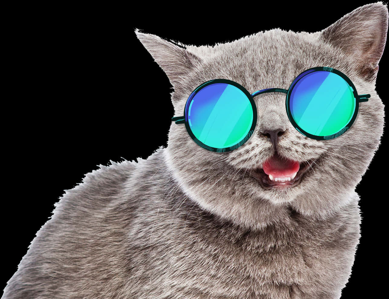Cool Catwith Sunglasses PNG