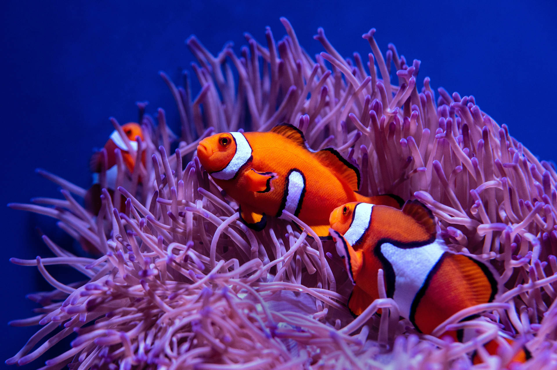Cool Clown Fishes