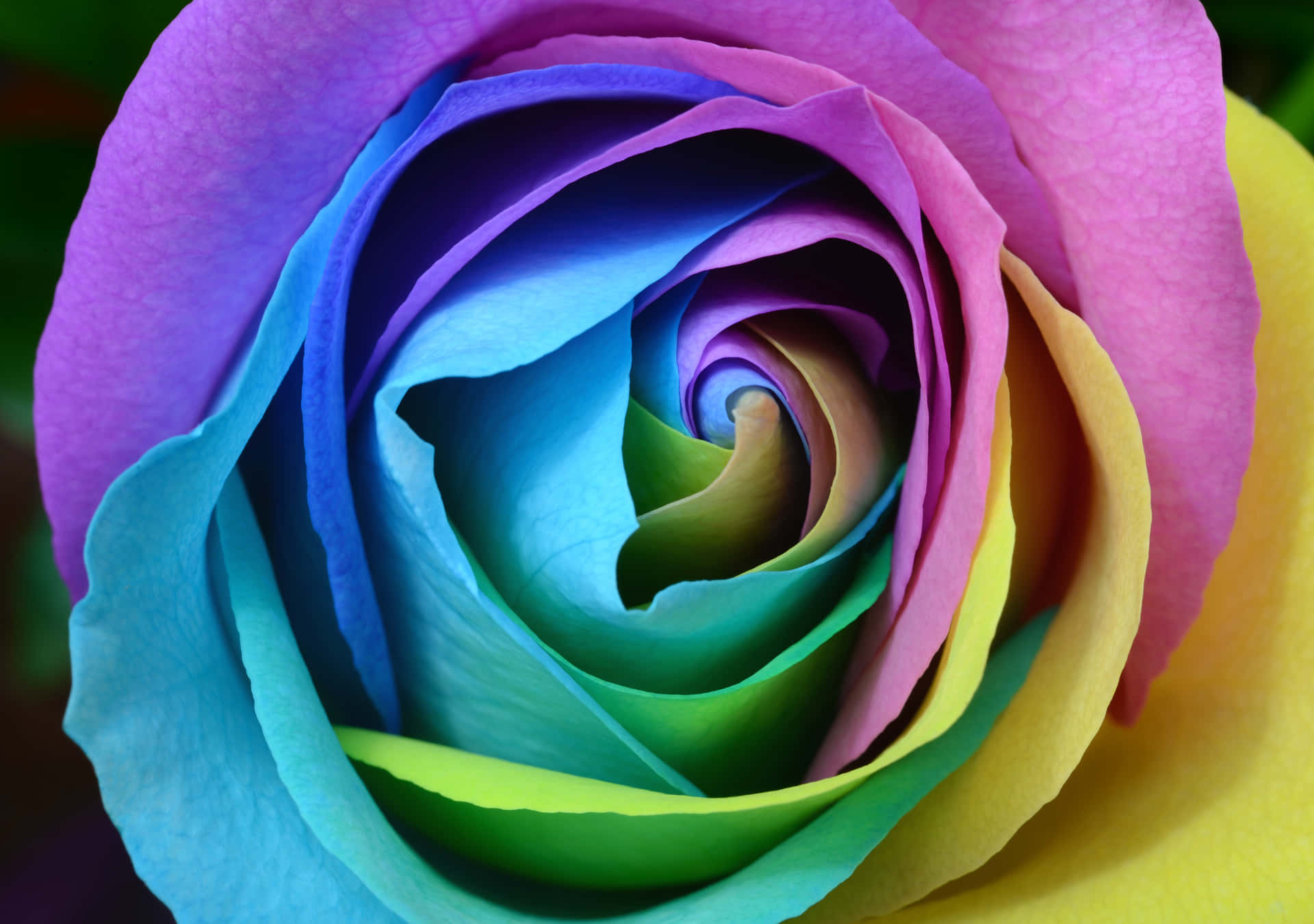 A Close Up Of A Rainbow Colored Rose