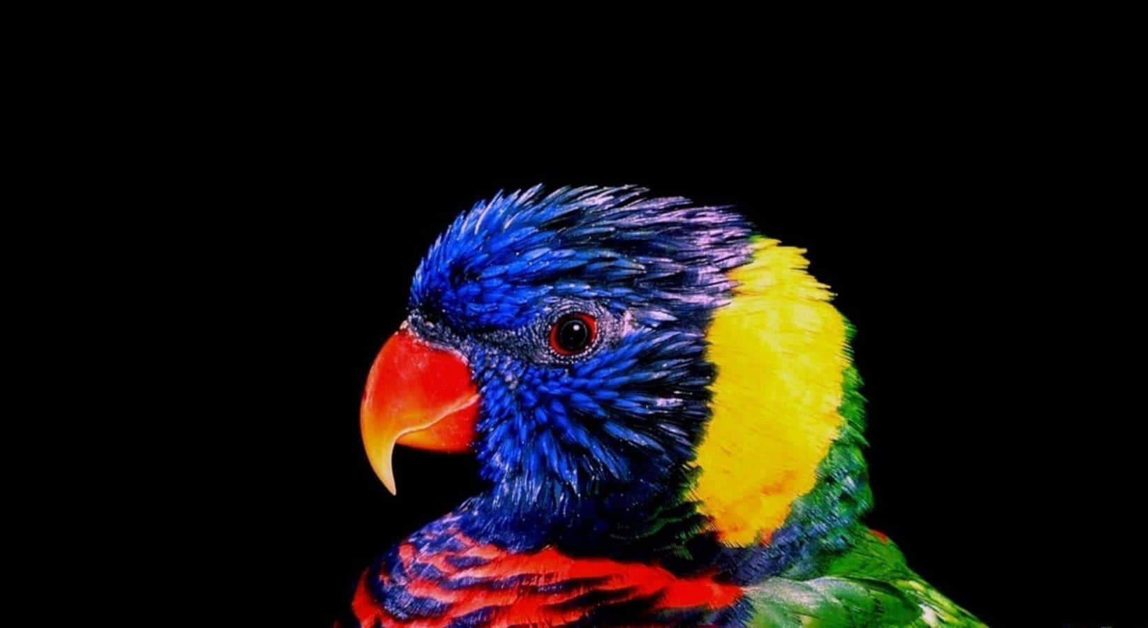 Digital Art Cool Colored Rainbow Lorikeet Bird Wallpaper