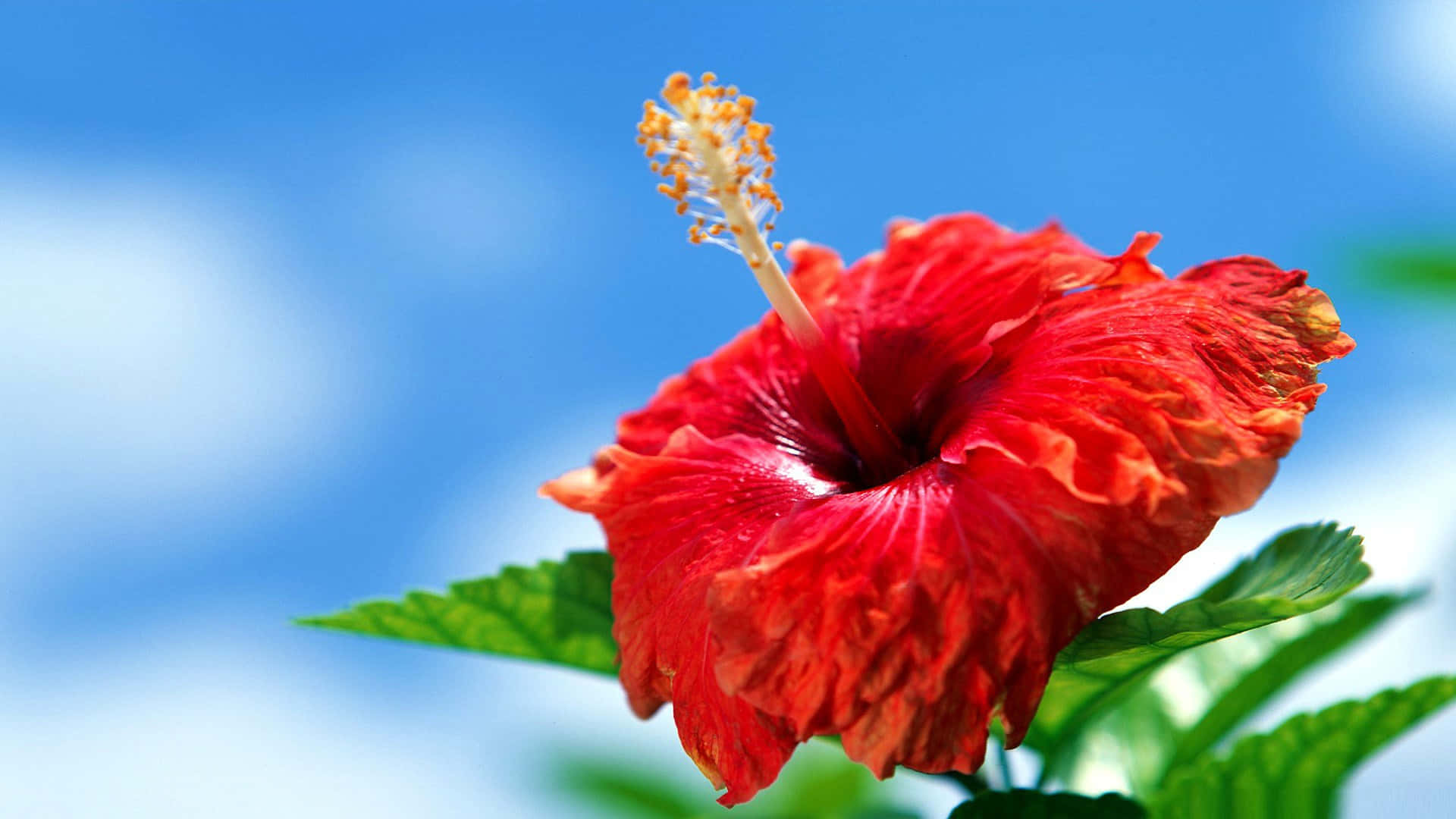 Cool Crimson Hibiscus Flower Background