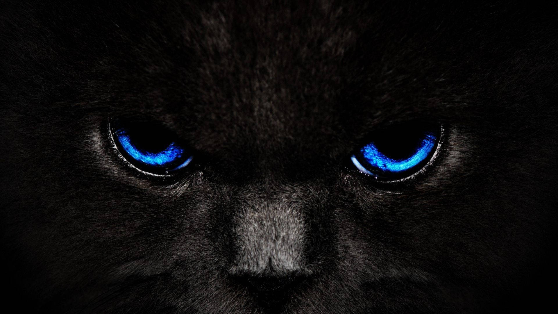 Cool Dark Blue Eyes Cat Background