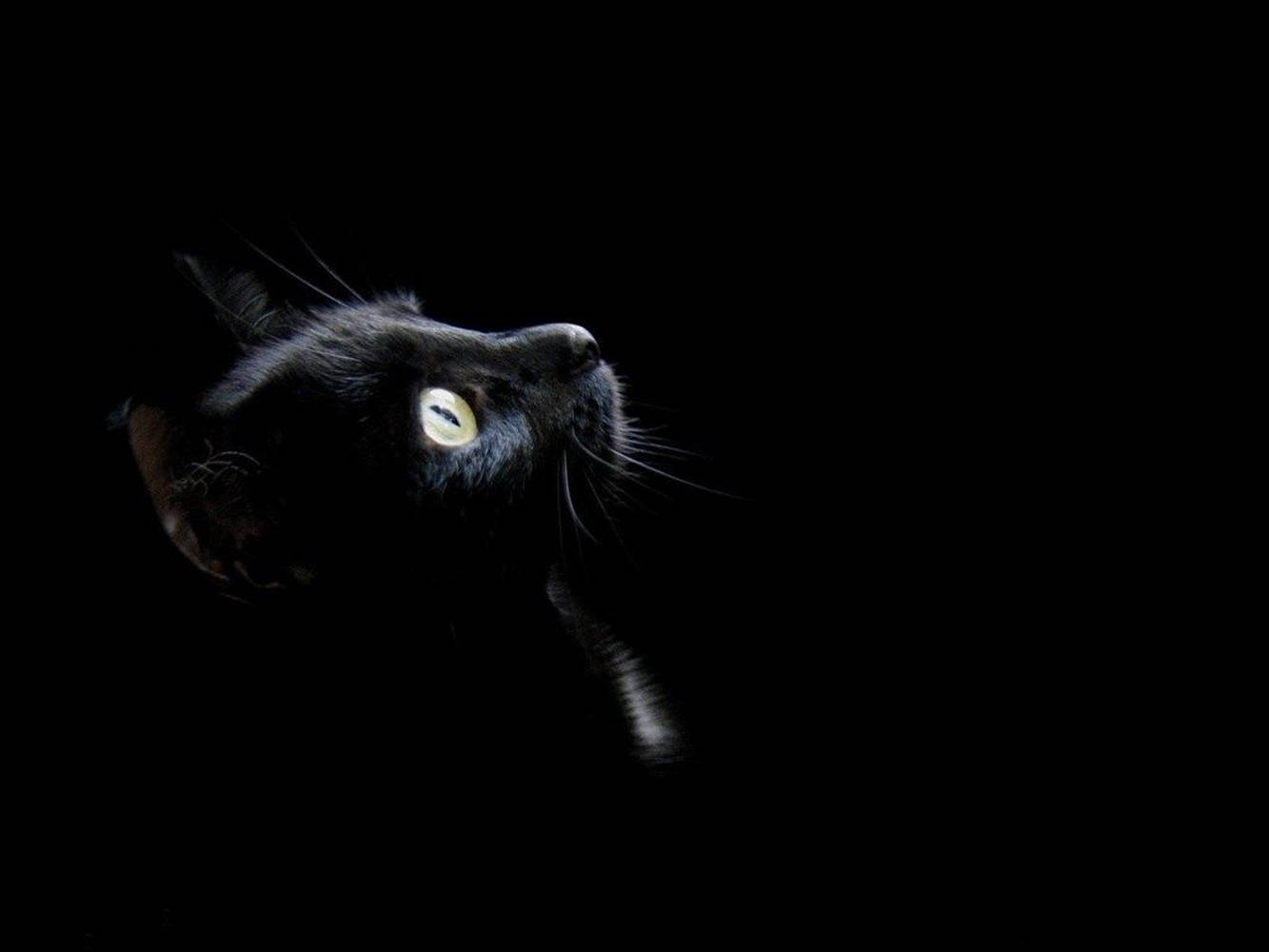 Cool Dark Cat With Yellow Eyes Background