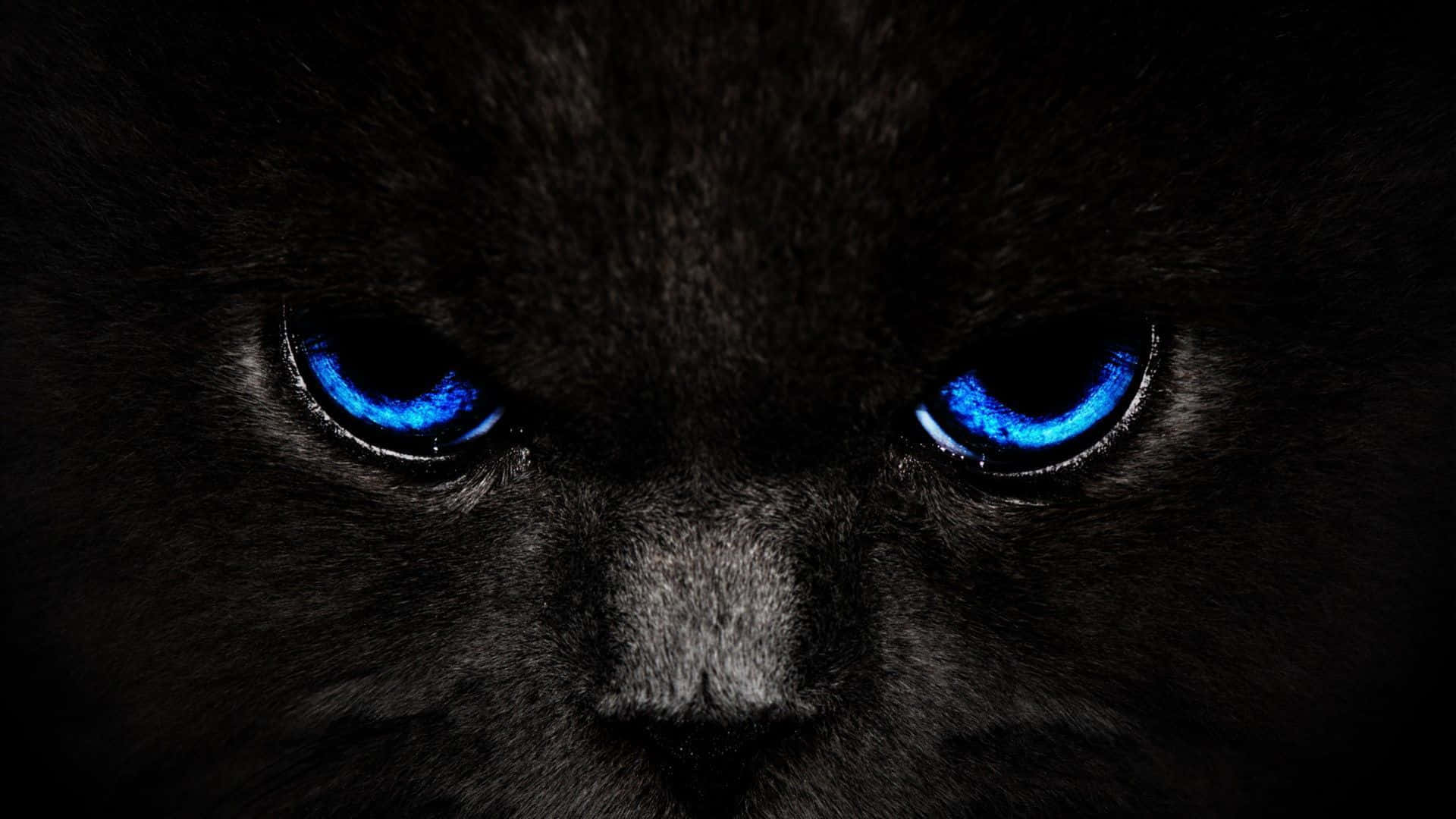 En sort kat med blå øjne i mørket Wallpaper