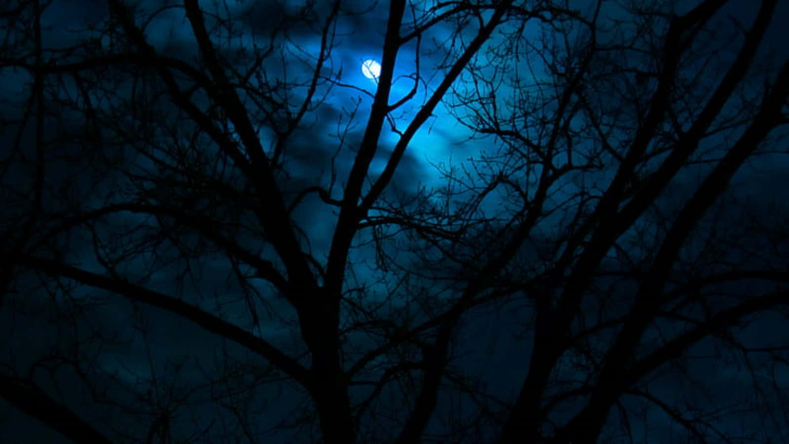 Einblauer Mond Ist Durch Einen Baum Zu Sehen. Wallpaper