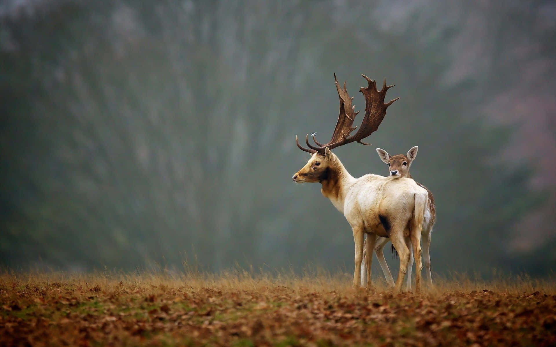 Surging Through Nature - A Cool Deer Wallpaper