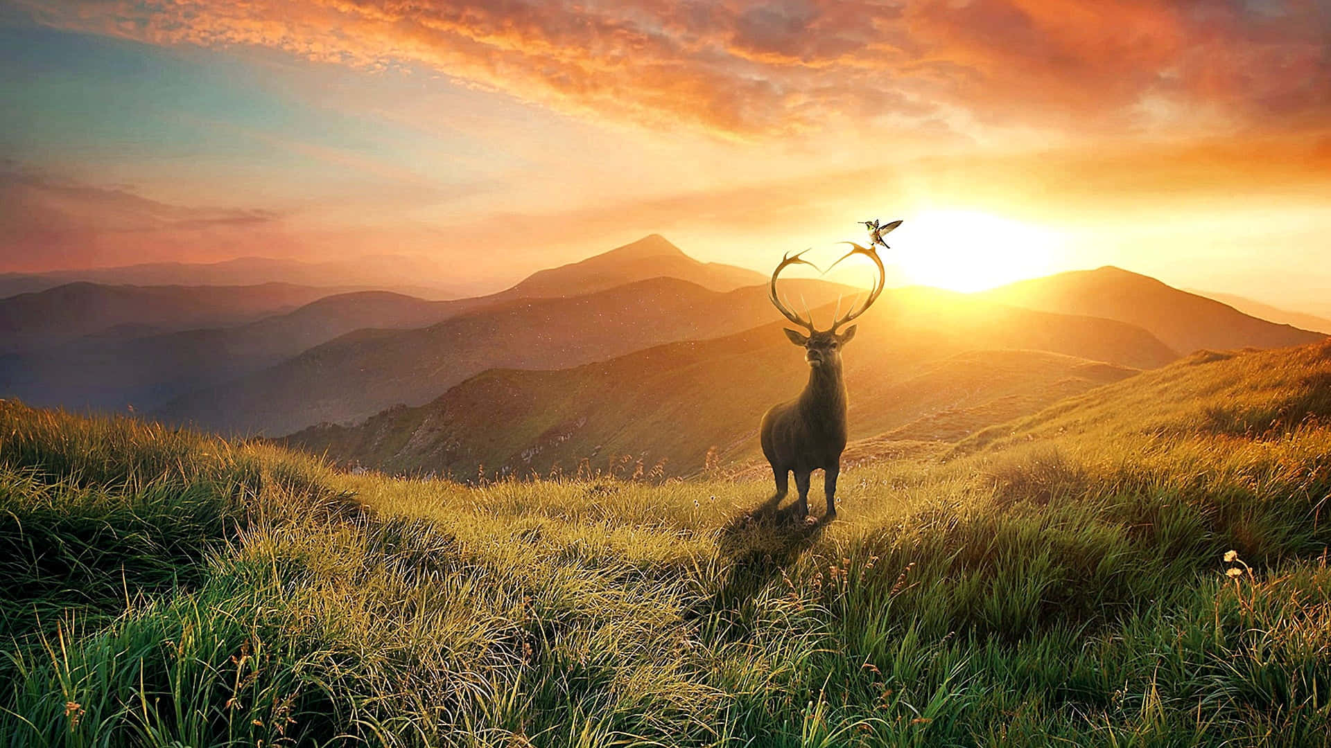 A majestic cool deer standing against its picturesque background. Wallpaper