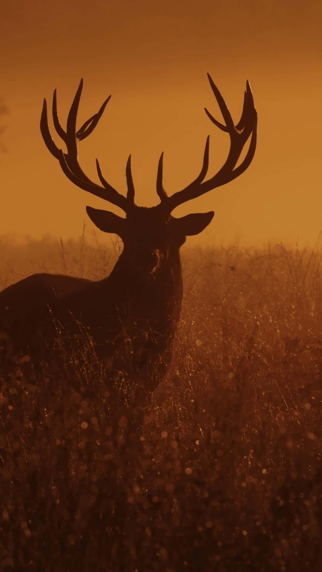 Majestic Cool Deer Observes the Beauty of Nature Wallpaper