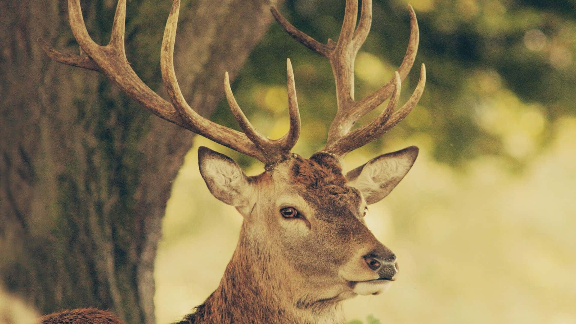 En majestætisk hjort stirrer ind i skovene. Wallpaper