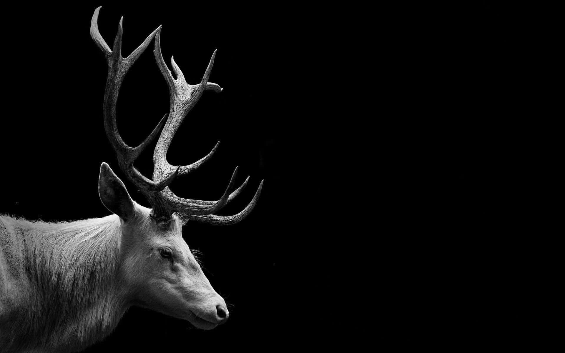 Majestic Cool Deer Silverback Wallpaper