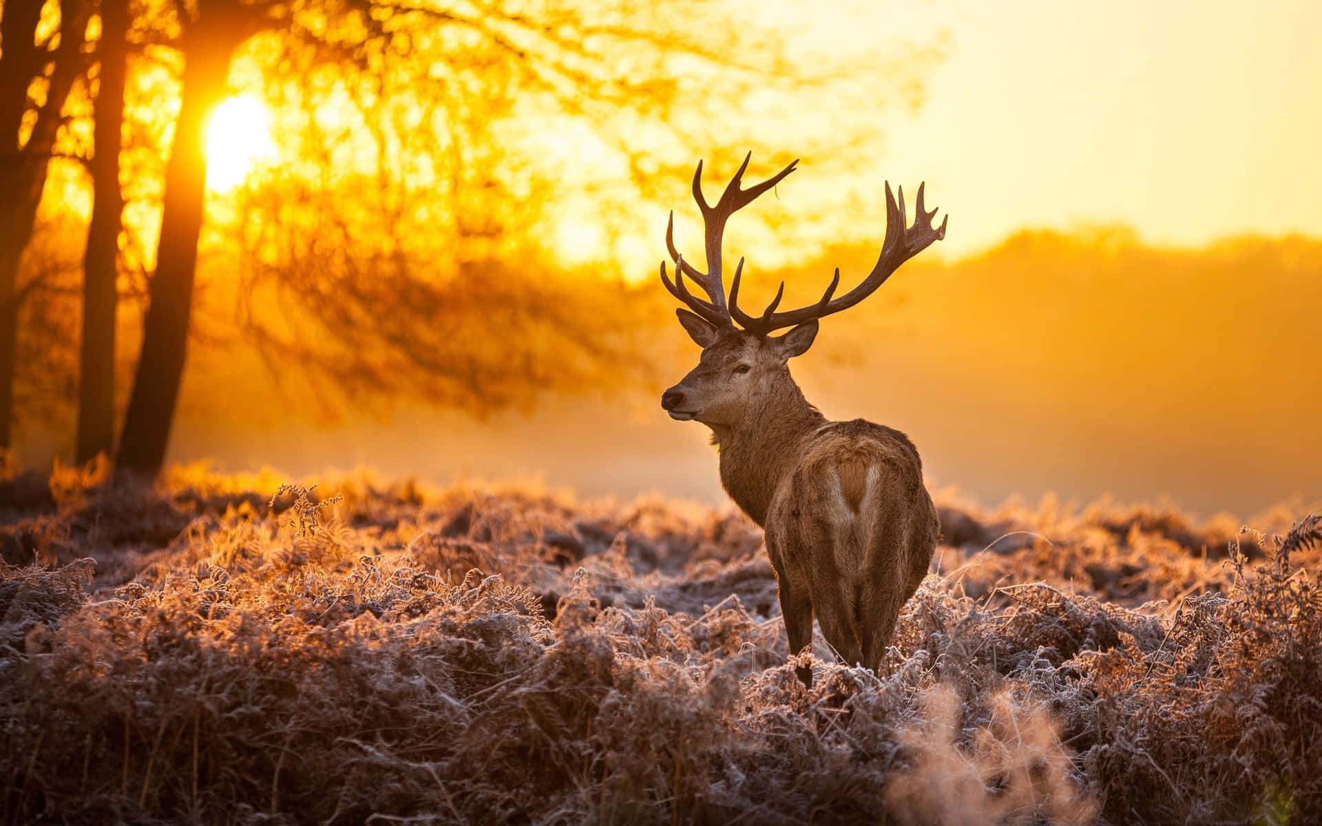 This majestic Cool Deer stands tall in the wilderness Wallpaper