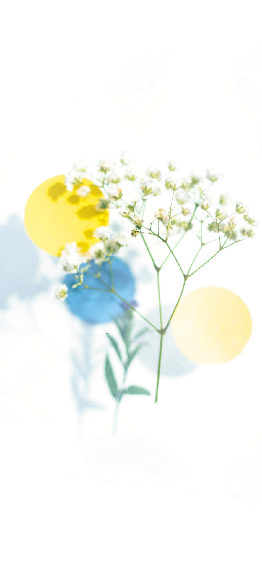 Eineweiße Blume Mit Gelben Und Blauen Kreisen Wallpaper
