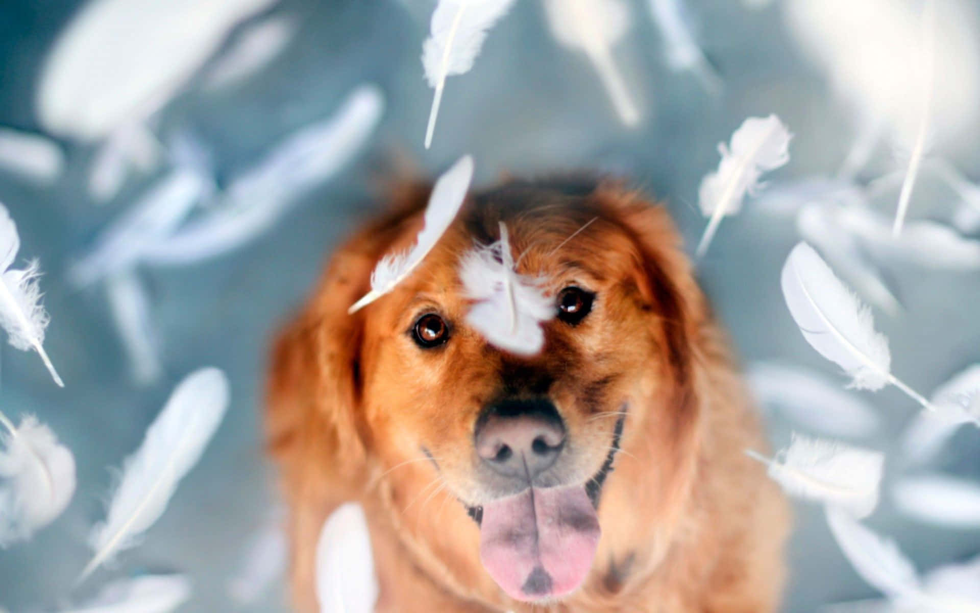 Mød Cool Hund - Den cooleste pooch omkring Wallpaper