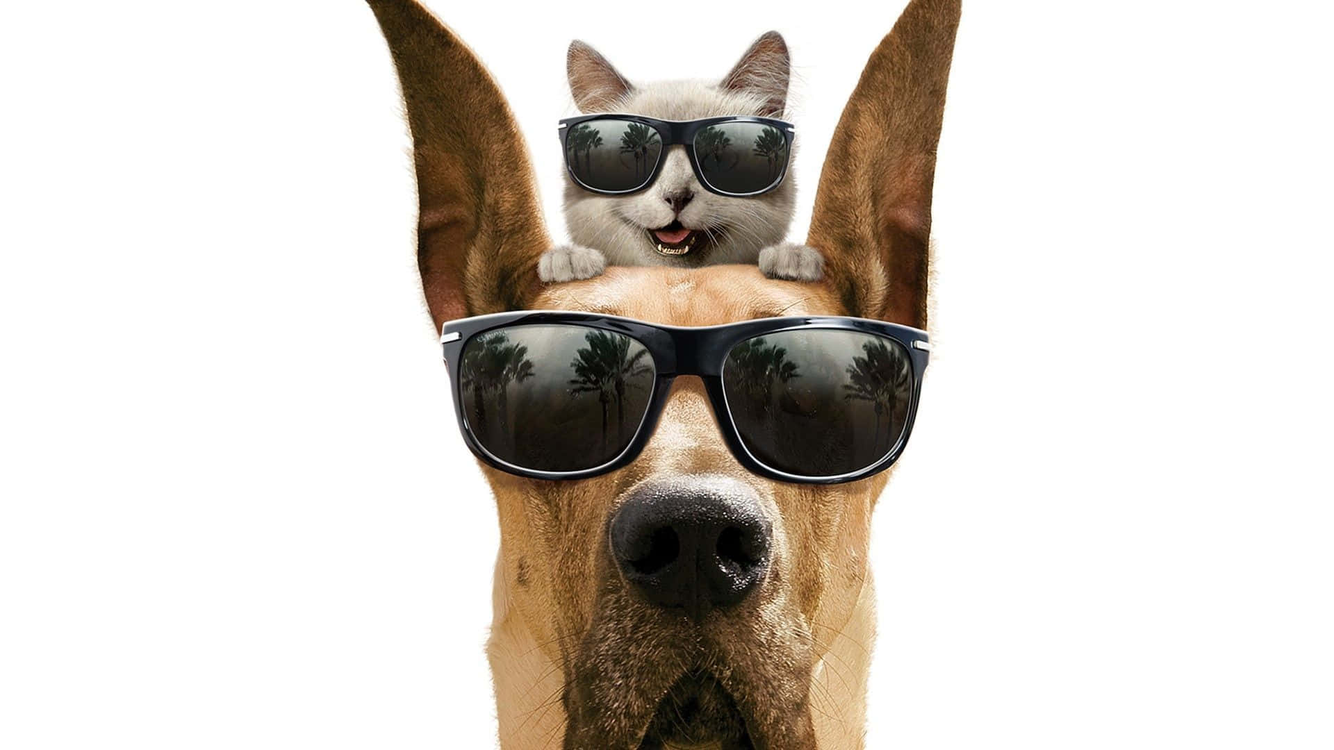 Einhund Und Eine Katze Tragen Sonnenbrillen Auf Ihren Köpfen. Wallpaper