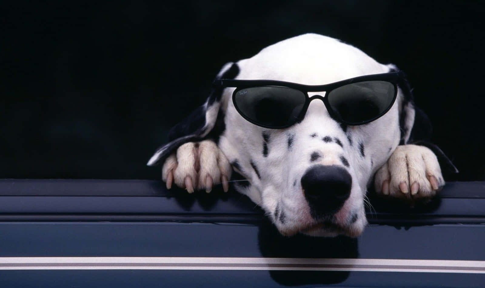 Sjov hund Dalmatiner med solbriller Wallpaper