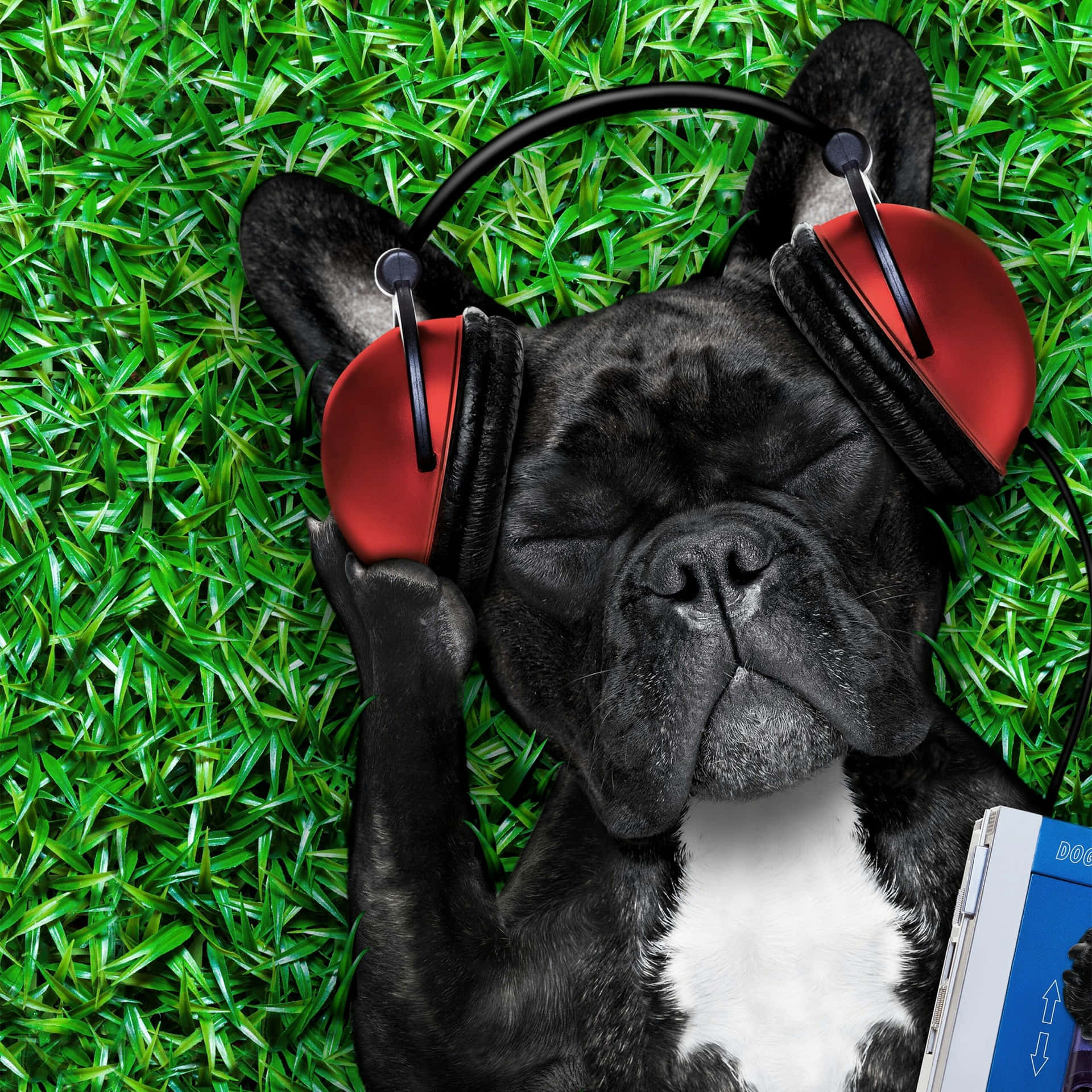Coolhund Lyssnar På Musik Med Hörlurar. Wallpaper