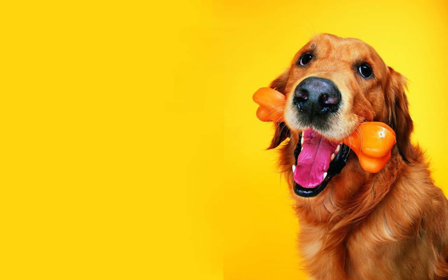 En hund med et ben i dens mund Wallpaper