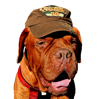 Cool Dog Wearing Cap PNG