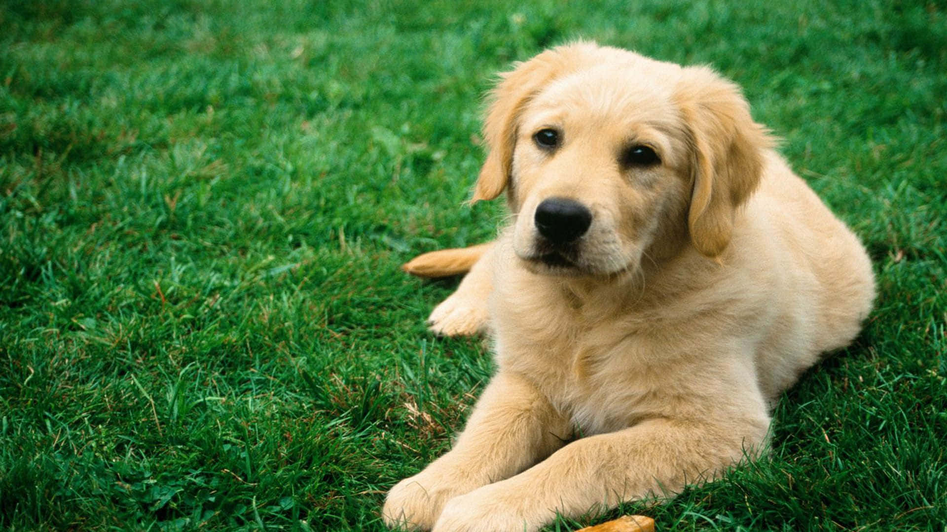 Coolhund Golden Retriever På Gräset Wallpaper