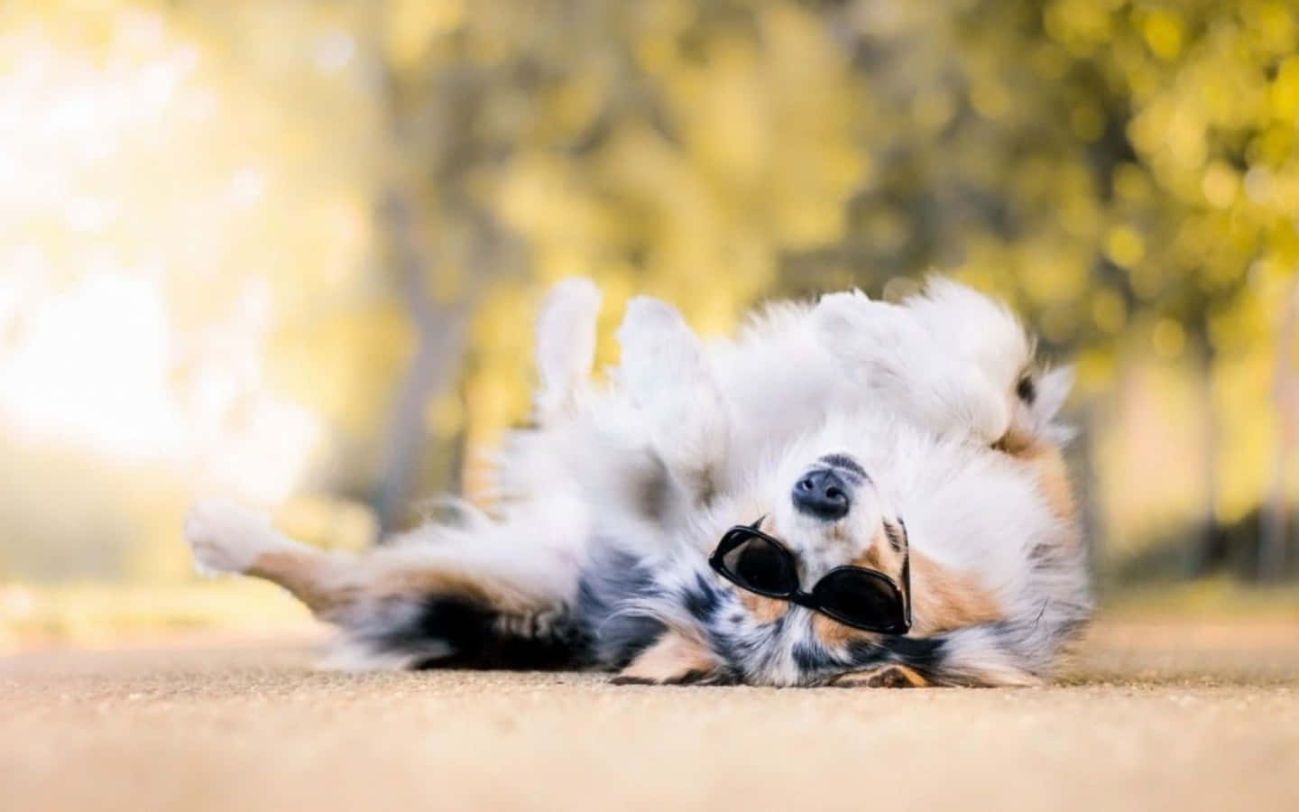 Cool Hund tager en pause fra sin aktive livsstil Wallpaper
