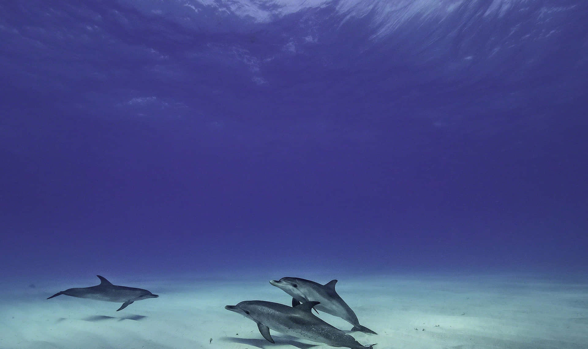 Take a Dip with This Cool Dolphin Wallpaper